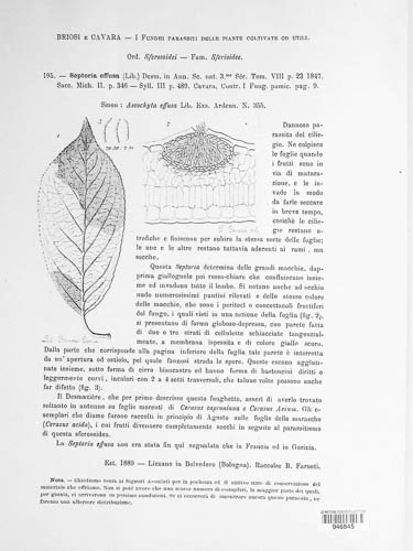 Apiognomonia erythrostoma image